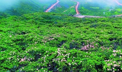 《微博》7月19日森林驿站每日一题答案