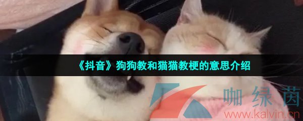  《抖音》猫狗大战梗的意思介绍