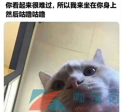 《抖音》chipi猫梗的意思介绍