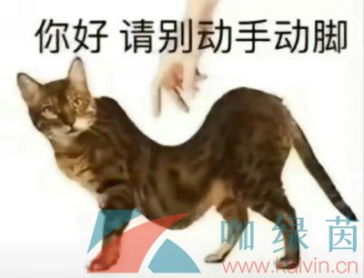 《抖音》chipi猫梗的意思介绍