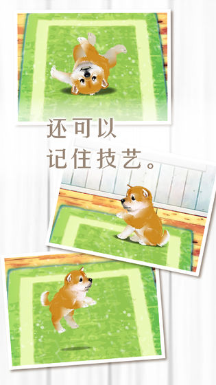 养育柴犬的治愈手游app截图