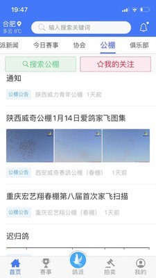 鸽派比赛报道手机软件app截图