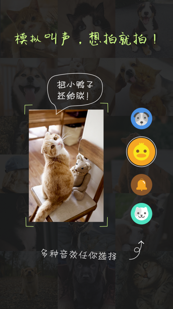 萌宠相机手机软件app截图